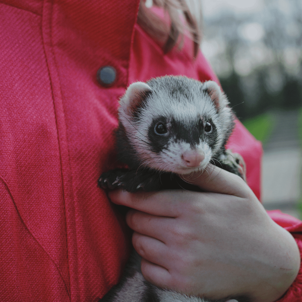 huron sable mascota