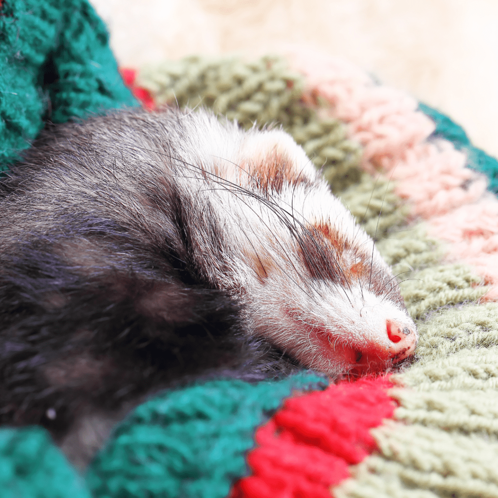 hurón durmiendo